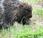 Featured Animal: Porcupine