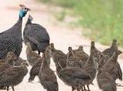 Featured Animal: Guinea Fowl