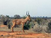 Extinction Time This Antelope???