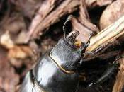 Featured Animal: Stag Beetle