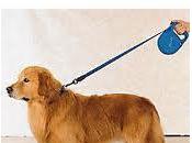 Retractable Leashes: Good