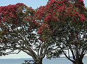 Spend Christmas Learn English Language School Zealand