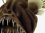 Anglerfish Teach Thing About Finding Other Half