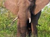 Elephant Poached Kruger National Park First Time Years