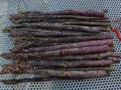Purple Asparagus