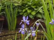 2014 Chelsea Flower Show Reaches Halfway Point