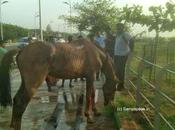 Distraught Horse Marina Good Samaritan(s) ............