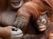 Save Orangutans from Deforestation