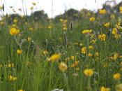 Wildflower Wednesday Fancott Wood Meadows Coronation Meadow