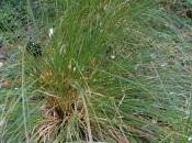 Carex Secta