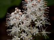 Foamflowers Tiarella Cordifolia