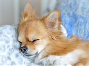 Diego Presents: Glorious Sleep