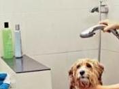 Grooming: Doggie Bath