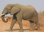 Demand Closure Cruel Elephant Park