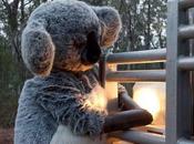 Cranky Koala Treesits Sustain Leard Blockade