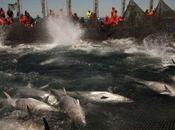 Tons Illegally Caught Atlantic Bluefin Tuna Show We’re Driving These Fish Extinction