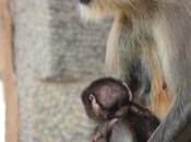 DAILY PHOTO: Gray Langur Mother Child