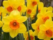 Daffodils