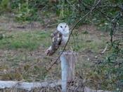 Biodiversity Species Rates Extinction