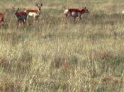 Help Save Grasslands Prescott, Arizona