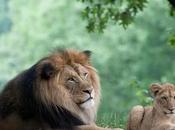 Stop Raising Exotic Animals Pets