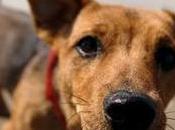 Summer Reading Animal Advocates