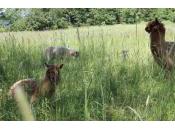 Love Animals? Volunteer Sanctuary!