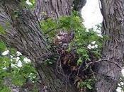 Red-Tailed Hawk Dive-Bombing Golfers Arbor