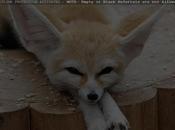 Fennec