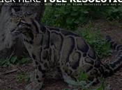 Clouded Leopard