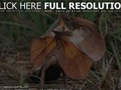 Frilled Neck Lizard