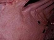 Mystery Solved: This Monster That Great White Shark