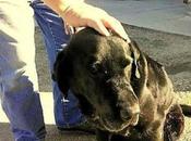 Heroic Sacrifices Life Saving Family from 300-lb. Bear