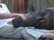 Endangered Baby Rhino’s Mother Butchered Front Him…Now Bonded Keeper