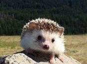 Northwest Traveling Hedgehog Becoming Internet Sensation
