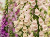 Caring Your Potted Campanula