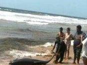 Stranded Whale Rescued Mayaro (Trinidad Tobago)