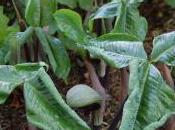 Arisaema Ringens