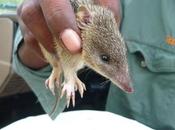 Save Australia’s Mammals Need Change Heart