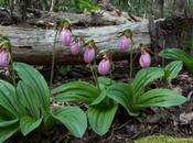 Pink Lady’s Slippers Cypripedium Acaule