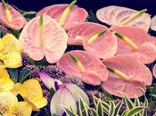 Make Anthurium Flowers Last Longer