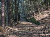Hiking Watkins Glenn Gorge with Ranger Outfitters #FLX