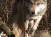 Changes Needed Help Mexican Wolves