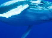 Japan Wants Start Whaling Again: Here’s They Legally