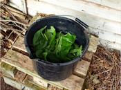 Making Comfrey