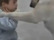 Creation: Biochemical Proof Pets’ Love