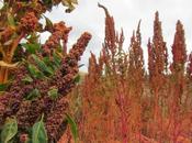 Beaten Path Food Finds Sacred Valley