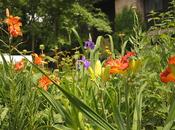 Garden Bloggers’ Bloom Day: June 2014