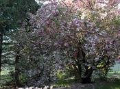 Cherry Blossom Studies
