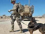 Heartless Obama Admin Puts 1,200 Military Dogs Death